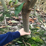 荆门蜂糖李子苗苗子基地,蜂糖李子苗纯度高图片4