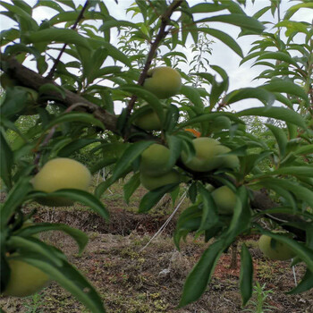 黔江蜂糖李树苗批发,蜂糖李树苗特早熟品种