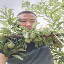 广西李子树苗木图片