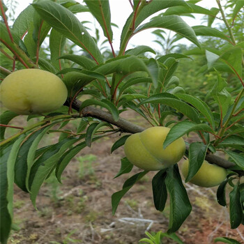黃岡蜂糖李苗苗子基地,蜂糖李苗一公分單價