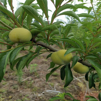 渝北蜂糖李苗苗子基地,蜂糖李苗纯度高