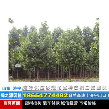 8公分法桐8公分速生法桐價(jià)格山東濟(jì)寧2017年速生法桐報(bào)價(jià)圖片