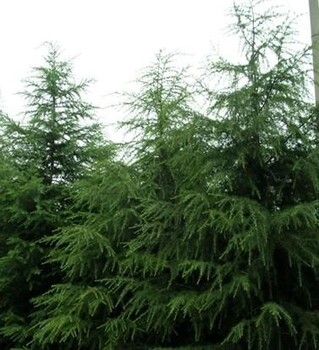 陜西省周至雪松出售價格西安市雪松采購價格-合陽縣兄弟種植家庭農場