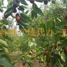 金丝小枣树苗产地直供现挖现发价格低图片