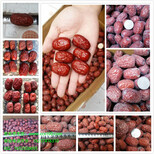 哪里可以批发到新疆特产和红枣啊？图片3