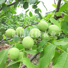 2017年种植核桃苗品种选冠核一号核桃苗早实,薄壳,丰产图片
