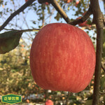 陕西苹果批发基地新鲜、美味的苹果女性生理可以吃苹果吗？