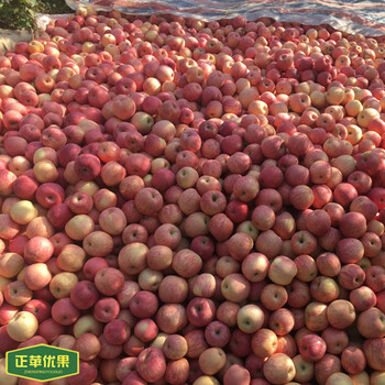陕西苹果产区苹果批发价格原产地新鲜苹果图片长期便秘者可吃熟苹果来缓解（一）