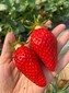 雷家店子蜜糖草莓采摘园2024正式进入采摘季图片