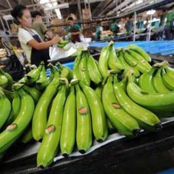 马来西亚菠萝进口报关清关公司全程代理