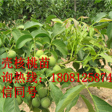 贵州嫁接核桃苗,贵州嫁接核桃苗基地,贵州嫁接核桃苗批发,贵州哪里有卖核桃苗的图片