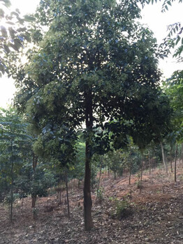 香樟香樟香樟行道树香樟