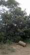 香樟湖北香樟香樟柚子树枇杷图片