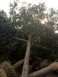 枇杷树-湖北枇杷-荆州枇杷图片