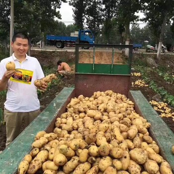 土豆控旺红薯增产肥昆仑风抗病增产套餐叶面肥