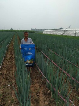 大蔥黃葉大蔥干尖怎么辦一管到底大蔥肥殺蟲抗病