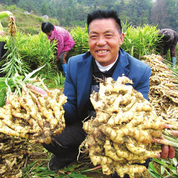 大姜膨大剂生姜土豆根茎块膨大素