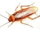百利洁有害生物防治提供专业北京灭蟑螂公司服务，用心服务于客户