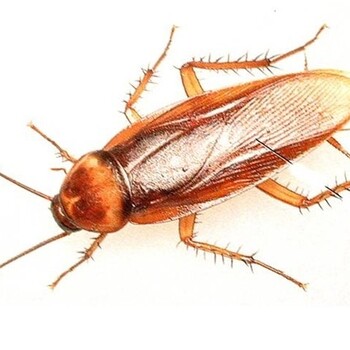 大連百利潔有害生物防治有限公司專注北京滅蟑螂公司！令生活服