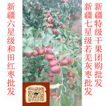 广州市新疆红枣多少钱一斤和田六大枣精包装图片1