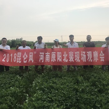 2018年河南原陽縣小麥花生水稻昆侖風(fēng)示范田