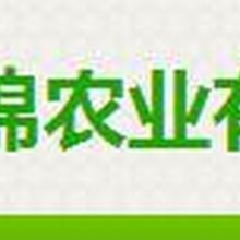 突尼斯软籽石榴树供应商哪家好图片