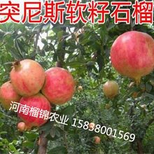 突尼斯软籽石榴树多少钱图片