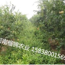 突尼斯软籽石榴树苗种植供应图片