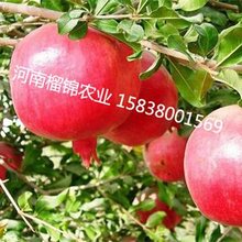 河南郑州石榴树出售价格图片