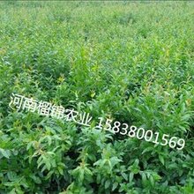 河南郑州石榴苗种植基地图片