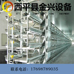 金兴养殖设备厂家阶梯式层叠式鸡笼自动上料机图片2