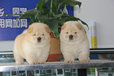  Wuxi sells healthy chow chow Where does Wuxi sell chow chow dogs