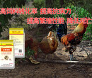 如何防治鸡呼吸道疾病？鸡呼吸道疾病的防治措施。图片