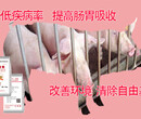 肥猪散---大猪吃什么饲料添加剂能提高产量？？？