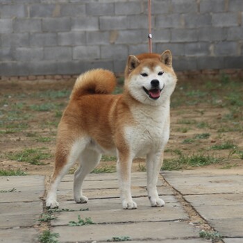 柴犬秋田犬