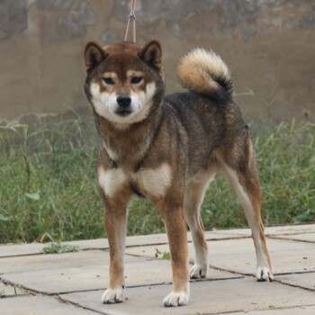 秋田犬多少钱一只