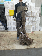 陕西周至猕猴桃苗木热销中图片