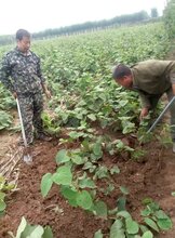 基地红阳猕猴桃苗木热销在,品种优良,量大从优图片