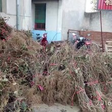 陕西周至基地东红猕猴桃苗木热销中,量大从优,品种优良图片