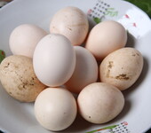 湘西原生态土鸡蛋，绿壳蛋正宗新鲜散养绿壳土鸡蛋，30枚包邮
