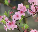 川藏旅游线美景-林芝桃花