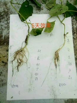 速生根生根肥效果怎么样定植缓苗生根冲施肥产品特点生产厂家为峰肥业全国招商