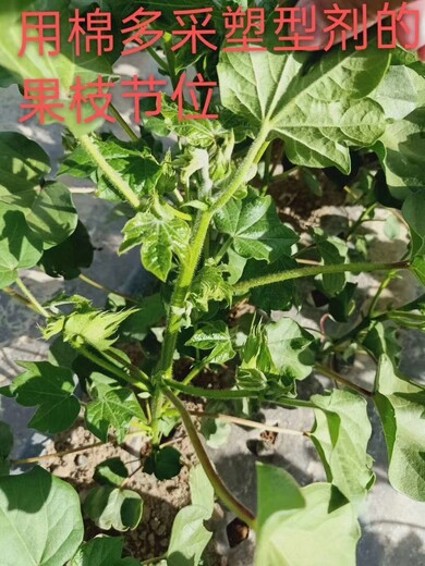 棉花授粉整枝价格,蕾铃多