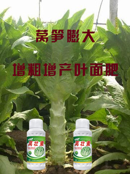 萵壯素營養(yǎng)成分批發(fā)價格生產(chǎn)廠家為峰肥業(yè)萵筍萵苣膨大增粗葉面肥