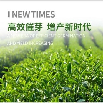 茶叶叶面肥（500ml20瓶/箱）为峰肥业催芽剂催芽素厂家批发
