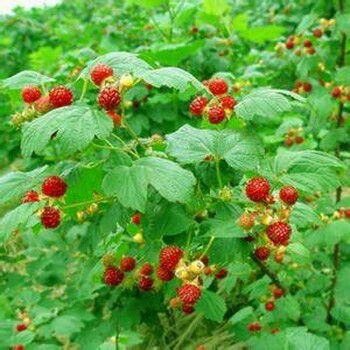 樹(shù)莓苗