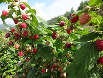 树莓苗树莓苗种植树莓苗批发黑龙江树莓辽宁树莓山东树莓图片1