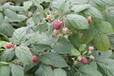 出售雙季紅樹莓苗