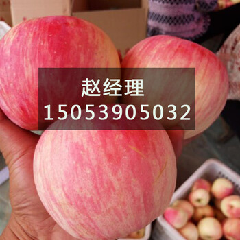 山东临沂红富士苹果批发价格低至0.6元