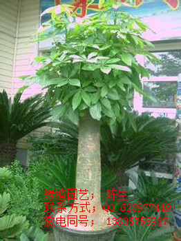 供應(yīng)發(fā)財(cái)樹樹富貴樹綠蘿金錢兜